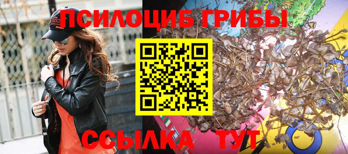 Галлюциногенные грибы Psilocybe Малгобек