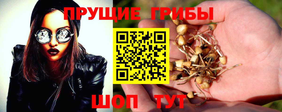 Малгобек  Псилоцибиновые грибы GOLDEN TEACHER  Псилоцибиновые грибы Cubensis  купить   Вход с VPN 